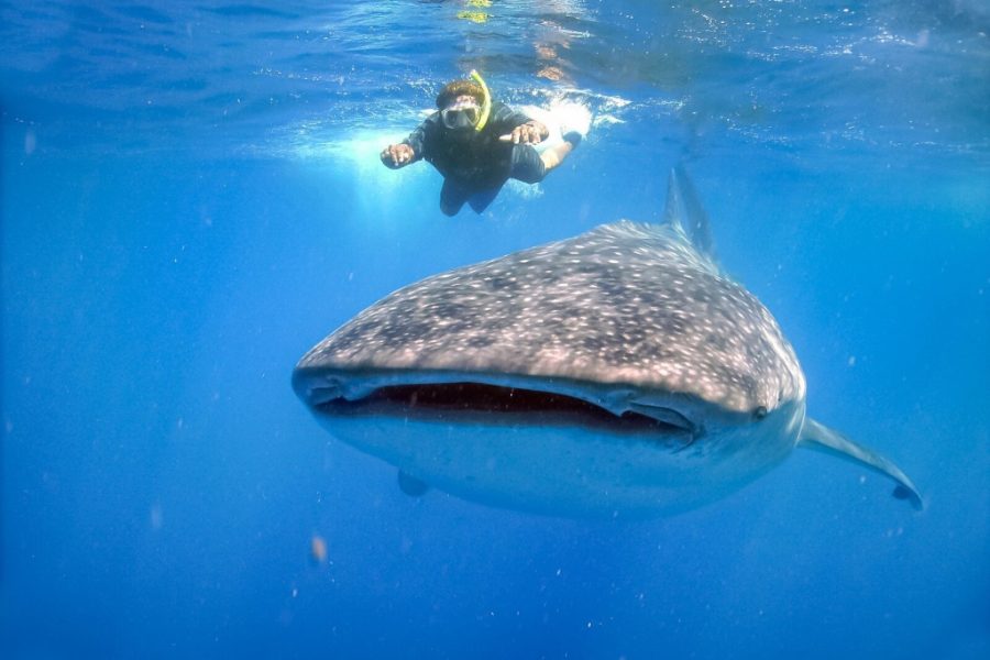 Snorkel with the whale shark